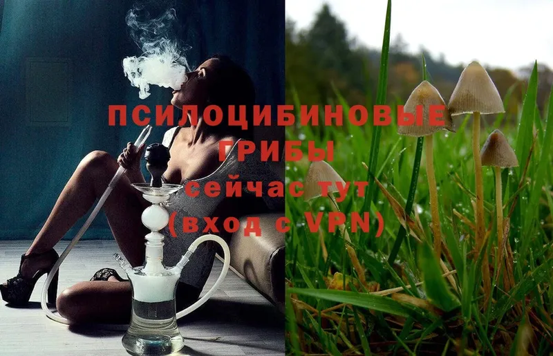 Псилоцибиновые грибы Magic Shrooms  Катайск 